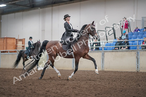 2019 Morgan Horse Show - Aug 31, 2019 - 08898
