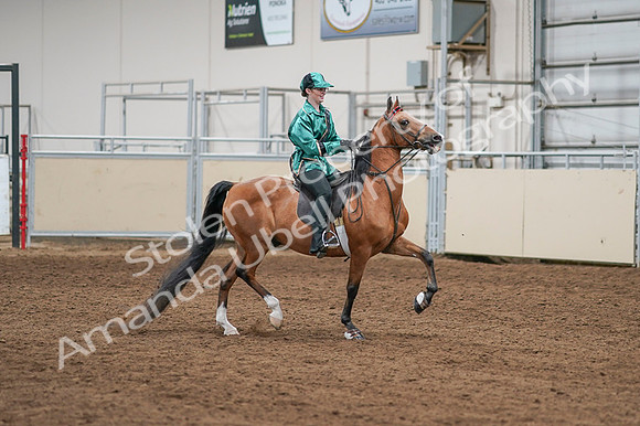 2020 - AB Morgan Horse - Fri, Sept 04 - 08678