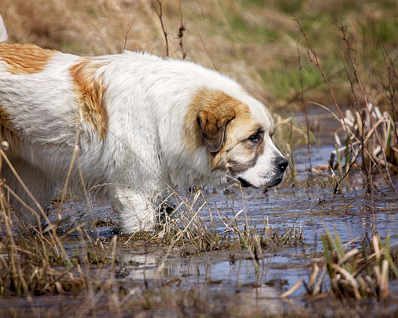 Dogs and Cats - 052