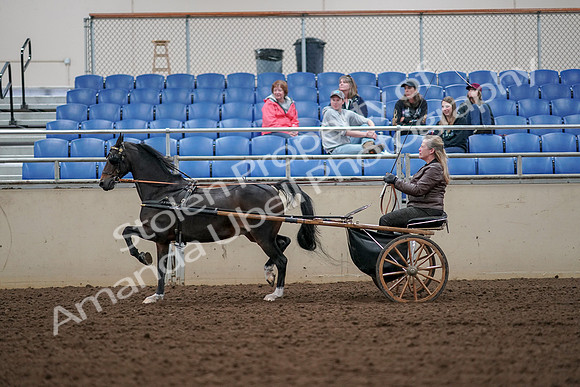 2019 Morgan Horse Show - Aug 30, 2019 - 13244