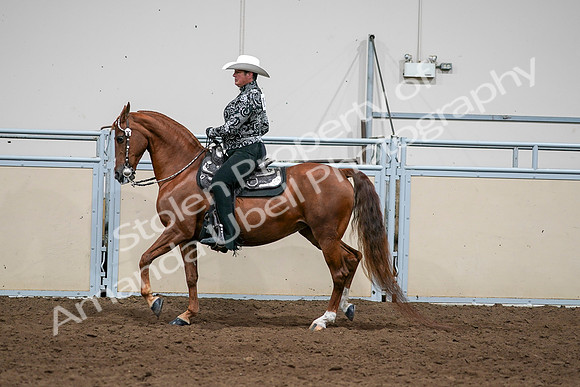2020 - AB Morgan Horse - Sun, Sept 06 - 07588