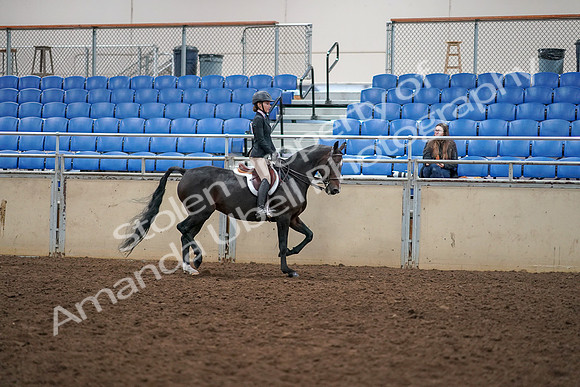 2019 Morgan Horse Show - Aug 30, 2019 - 12449
