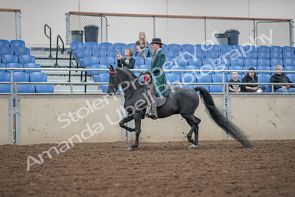 2019 Morgan Horse Show - Aug 30, 2019 - 15332