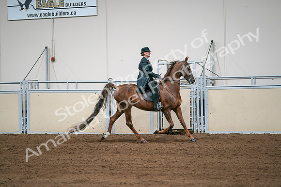 2020 - AB Morgan Horse - Fri, Sept 04 - 08116