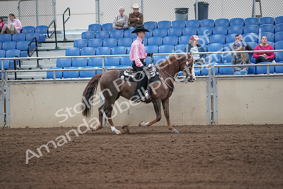 2019 Morgan Horse Show - Sept 01, 2019 - 07159