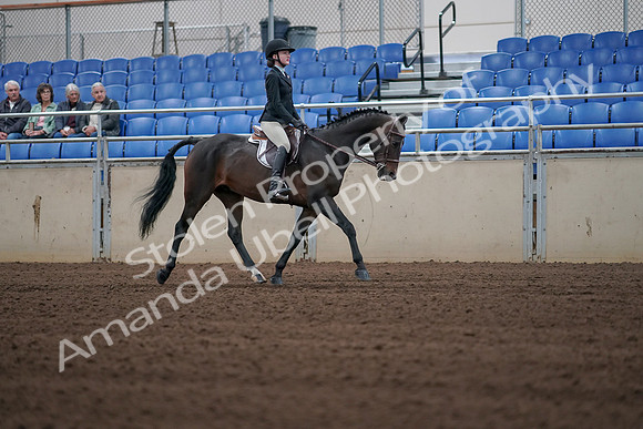2019 Morgan Horse Show - Sept 01, 2019 - 03931