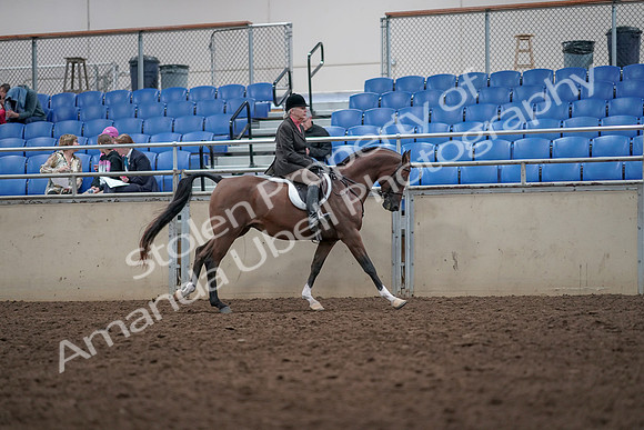 2019 Morgan Horse Show - Aug 31, 2019 - 16094