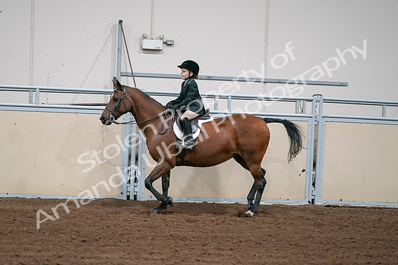 2020 - AB Morgan Horse - Fri, Sept 04 - 02061
