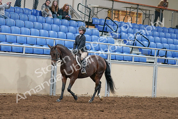 2020 - AB Morgan Horse - Sat, Sept 05 - 14389