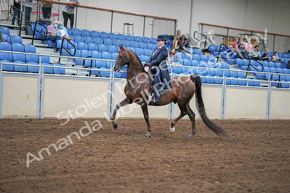 2020 - AB Morgan Horse - Fri, Sept 04 - 07888