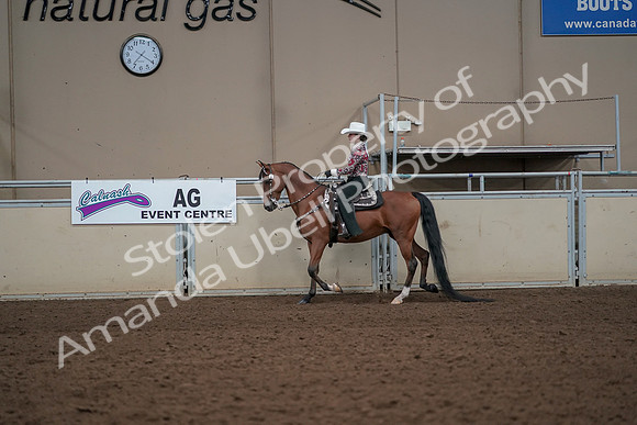 2019 Morgan Horse Show - Aug 30, 2019 - 25999