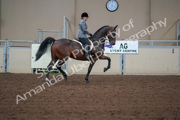 2019 Morgan Horse Show - Aug 30, 2019 - 20678