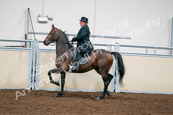 2020 - AB Morgan Horse - Sat, Sept 05 - 08136