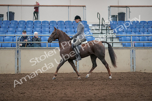 2019 Morgan Horse Show - Aug 31, 2019 - 07151