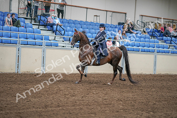 2020 - AB Morgan Horse - Fri, Sept 04 - 07892