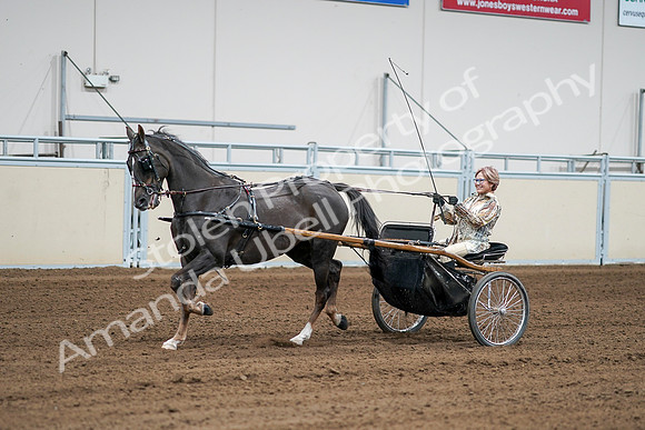 2020 - AB Morgan Horse - Sat, Sept 05 - 06006