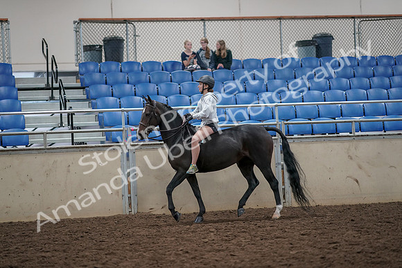 2019 Morgan Horse Show - Aug 30, 2019 - 31030
