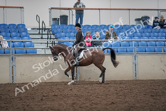 2019 Morgan Horse Show - Aug 31, 2019 - 15869