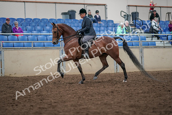 2019 Morgan Horse Show - Aug 30, 2019 - 19879