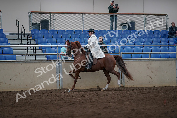 2019 Morgan Horse Show - Aug 31, 2019 - 08563