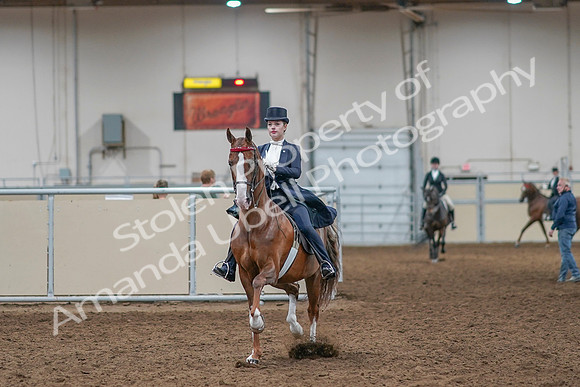 2020 - AB Morgan Horse - Sat, Sept 05 - 11360