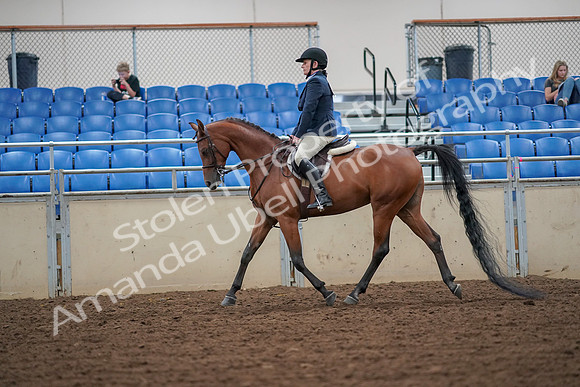 2019 Morgan Horse Show - Aug 30, 2019 - 16259