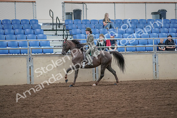 2019 Morgan Horse Show - Aug 30, 2019 - 15597