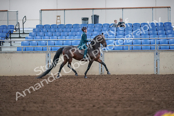 2019 Morgan Horse Show - Aug 30, 2019 - 18075