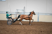 2020 - AB Morgan Horse - Sat, Sept 05 - 12461