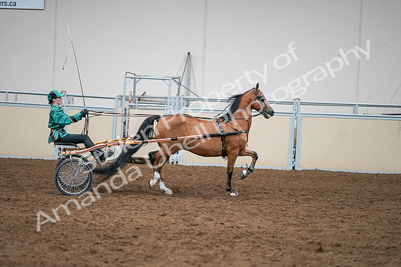 2020 - AB Morgan Horse - Sat, Sept 05 - 12461