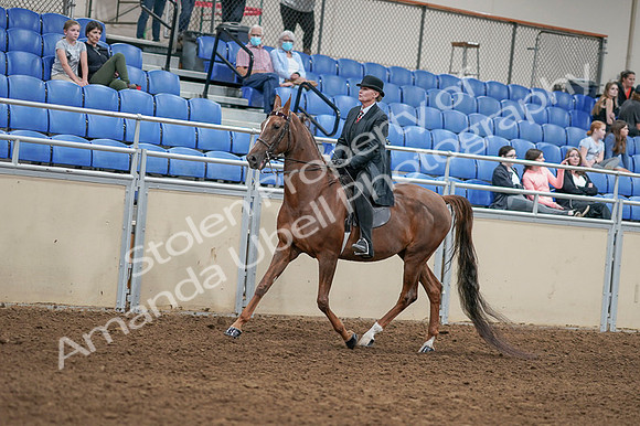 2020 - AB Morgan Horse - Fri, Sept 04 - 08034