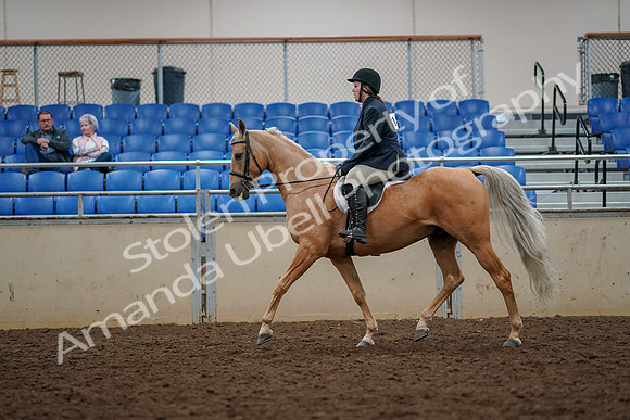 2019 Morgan Horse Show - Aug 30, 2019 - 22299