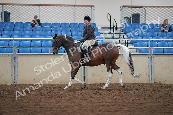 2019 Morgan Horse Show - Aug 30, 2019 - 16225