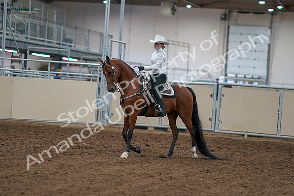 2020 - AB Morgan Horse - Fri, Sept 04 - 03466