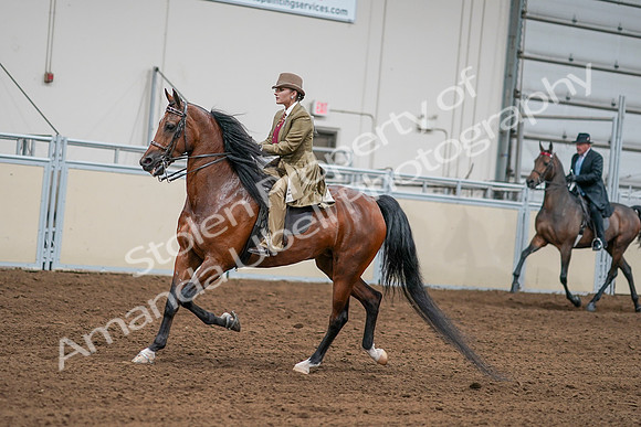 2020 - AB Morgan Horse - Sat, Sept 05 - 07990