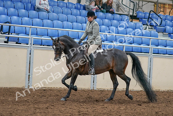 2020 - AB Morgan Horse - Sat, Sept 05 - 14319