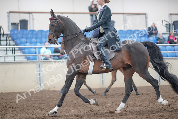 2019 Morgan Horse Show - Aug 31, 2019 - 08486