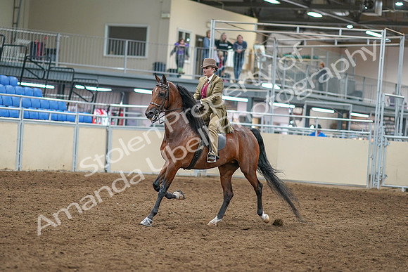 2020 - AB Morgan Horse - Sat, Sept 05 - 05284