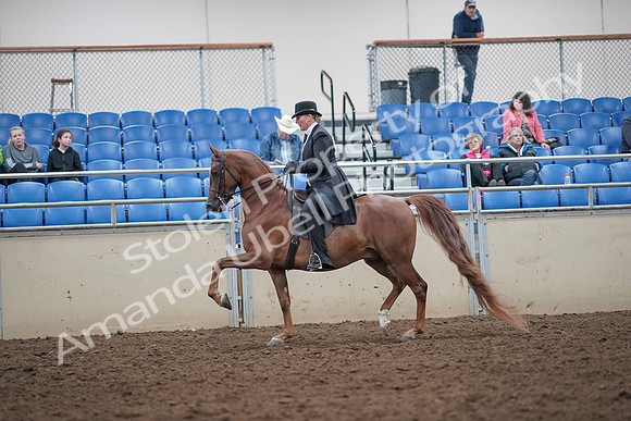 2019 Morgan Horse Show - Aug 31, 2019 - 12187