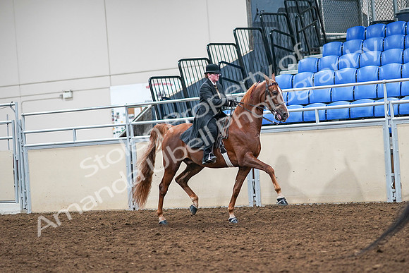 2020 - AB Morgan Horse - Sat, Sept 05 - 08245