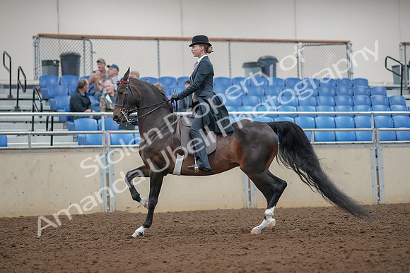 2019 Morgan Horse Show - Aug 30, 2019 - 25006