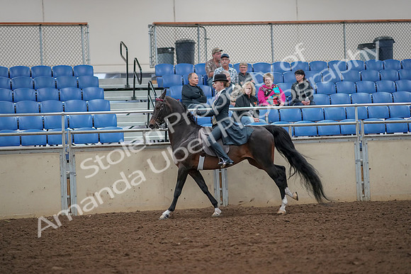 2019 Morgan Horse Show - Aug 30, 2019 - 25181