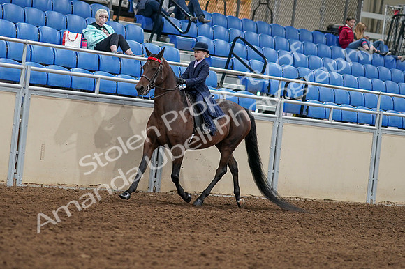 2020 - AB Morgan Horse - Fri, Sept 04 - 03626