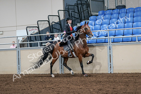 2020 - AB Morgan Horse - Sat, Sept 05 - 06786