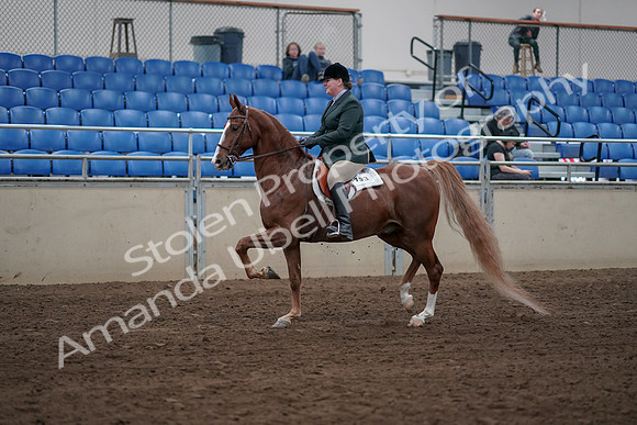 2019 Morgan Horse Show - Sept 01, 2019 - 12182