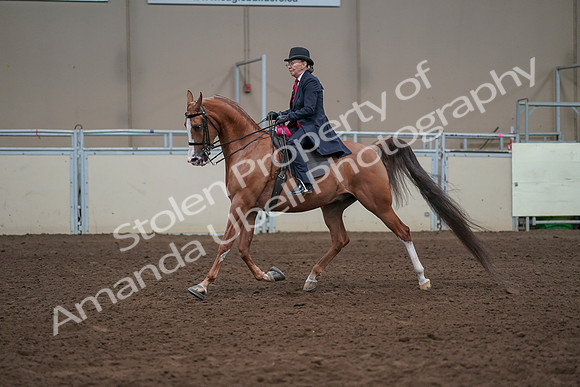 2019 Morgan Horse Show - Sept 01, 2019 - 12127
