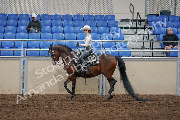 2020 - AB Morgan Horse - Sun, Sept 06 - 07571