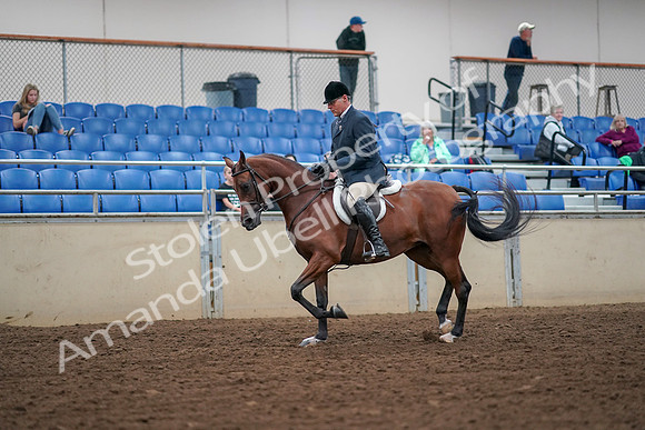 2019 Morgan Horse Show - Aug 30, 2019 - 16280