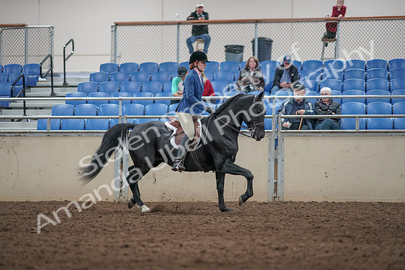 2019 Morgan Horse Show - Aug 31, 2019 - 07401