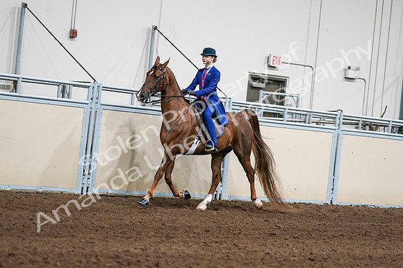2020 - AB Morgan Horse - Fri, Sept 04 - 04960